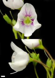 Veronica lanceolata. Flowers, from Maungaharuru Range. Scale = 1mm.
 Image: P.J. Garnock-Jones © P.J. Garnock-Jones CC-BY-NC 3.0 NZ